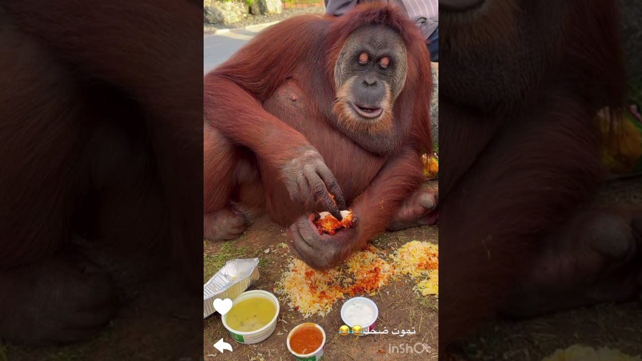 سنابات عائلة ميرو | وصلنا حديقة الحيوانات مع اهلي 😍 القرده عضت ميرو 🥹💔