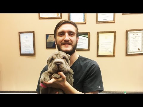 Видео: Эктропион и энтропион у собак и его проблемы с благополучием животных
