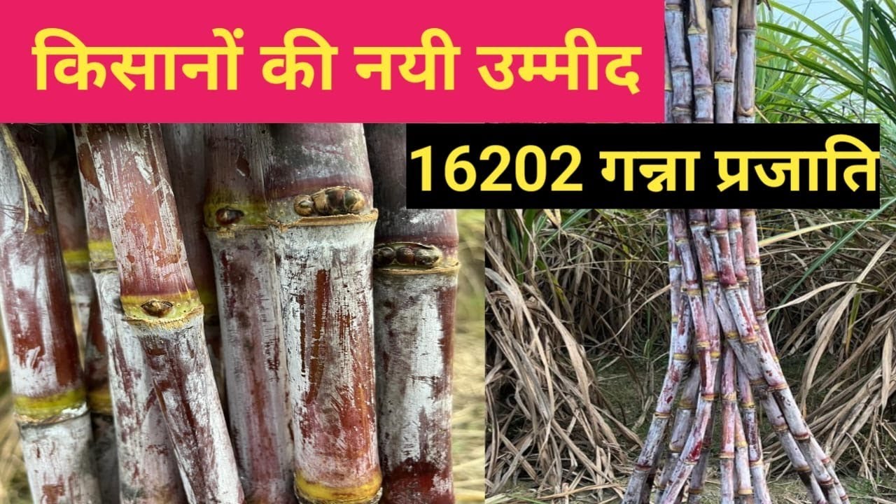 Colk Colk 16202 Sugarcane Variety | Top Variety Of Sugarcane | CoS 18231 ...