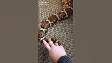 Tik tok dedos en serpiente