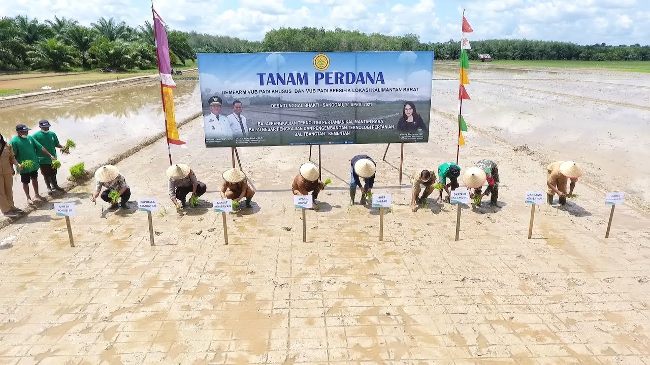 Wakil Bupati Sanggau Tanam Perdana Demfarm VUB Padi Khusus Dan VUB Padi Spesifik Desa Tunggal Bhakti