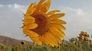 Sunflower 🌻 | 4K Clip | Non-Copyrighted Clips