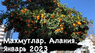 Прогулка по Махмутлару. Январь 2023