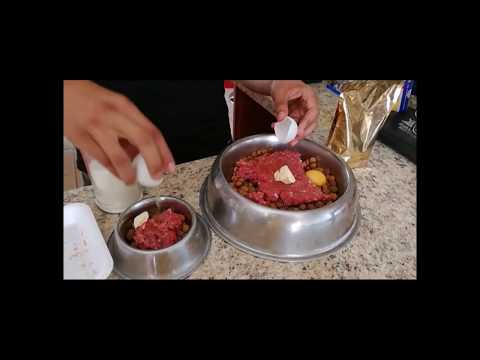 COMIDA PARA AMERICAN BULLY, PITBULLS Y PERROS DE ALTO RENDIMIENTO Comida Para Pitbull - Guía Completa De Alimentación Paso A Paso
