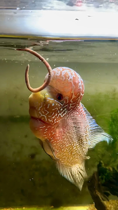 FLOWERHORN FISH vs GIANT WORM!!