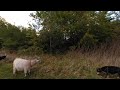 VR of beautiful sky view as we enter the open field with goats and Lilly the dog