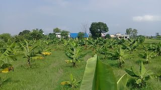 Banana Farming in my Village||Mero gauma kera kheti||Diwash Regmi Vlogs