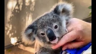 Poppy, the milk-drunk koala joey 🍼🐨