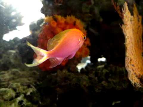 Reef Life 3 by Cubic Aquarium Systems Reef Life 3 by Cubic Aquarium Systems
