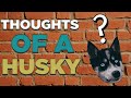 Husky Puppy Halo #1 - What does a Husky think about? #Shorts