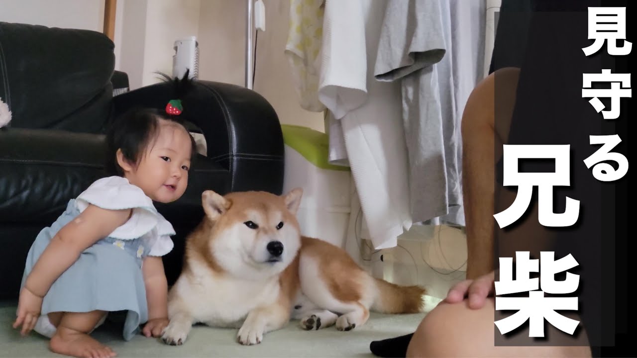 歩ける事で世界が広がる1歳児、無邪気に育つ妹達を見守る兄柴犬 - YouTube