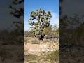 #desert #alamoroad #joshuatrees