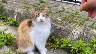 Incredibly beautiful Cats living on the street. I gave them food.
