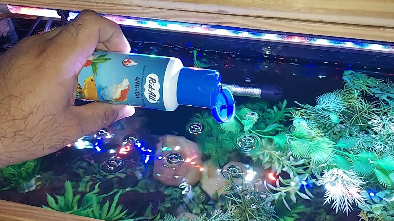 Methylene Blue Uses In Aquarium For Your Fish  Methylene Blue का Treatment  कब देना चाहिए fish को 