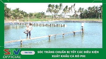 STV - Sóc Trăng chuẩn bị tốt các điều kiện xuất khẩu cá Rô phi