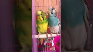 Мои прекрасные попугайчики Гоша и Риччи