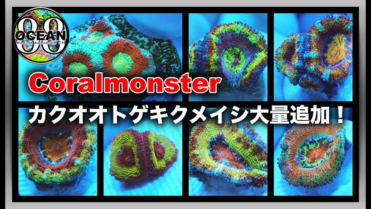 カクオオトゲキクメイシ　ウルトラ　オレンジ Saltwater fish tank/coral tank] Coralmonster - Large number of