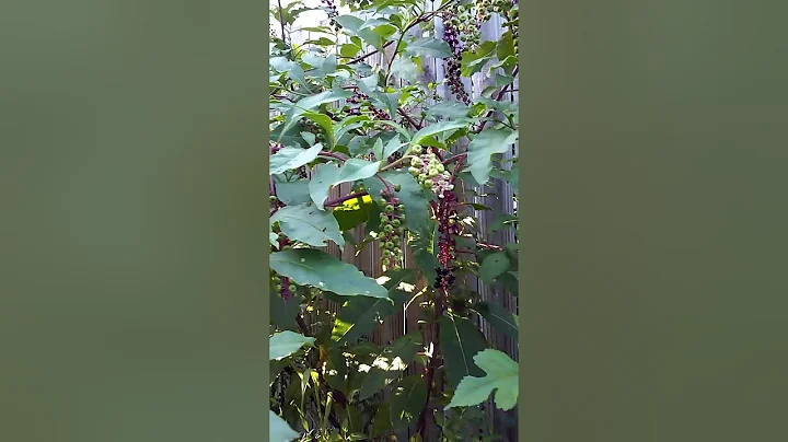 The Difference Between Elderberry and Pokeweed Par...