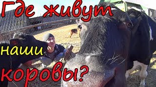 Размер стойла для коров // Коровник своими руками // Хлев для 3 коров // Семья в деревне Размер стойла для коров // Коровник своими руками // Хлев для 3 коров // Семья в деревне