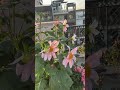 #shortsvideo . Nature — sabse khoobsurat artist 🎨