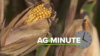 Ag Minute #1034 One Ear Of Corn Per Stalk (Air Date 12-13-20)