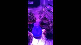 How to grow lowkey 101 pt.2 checking on Room