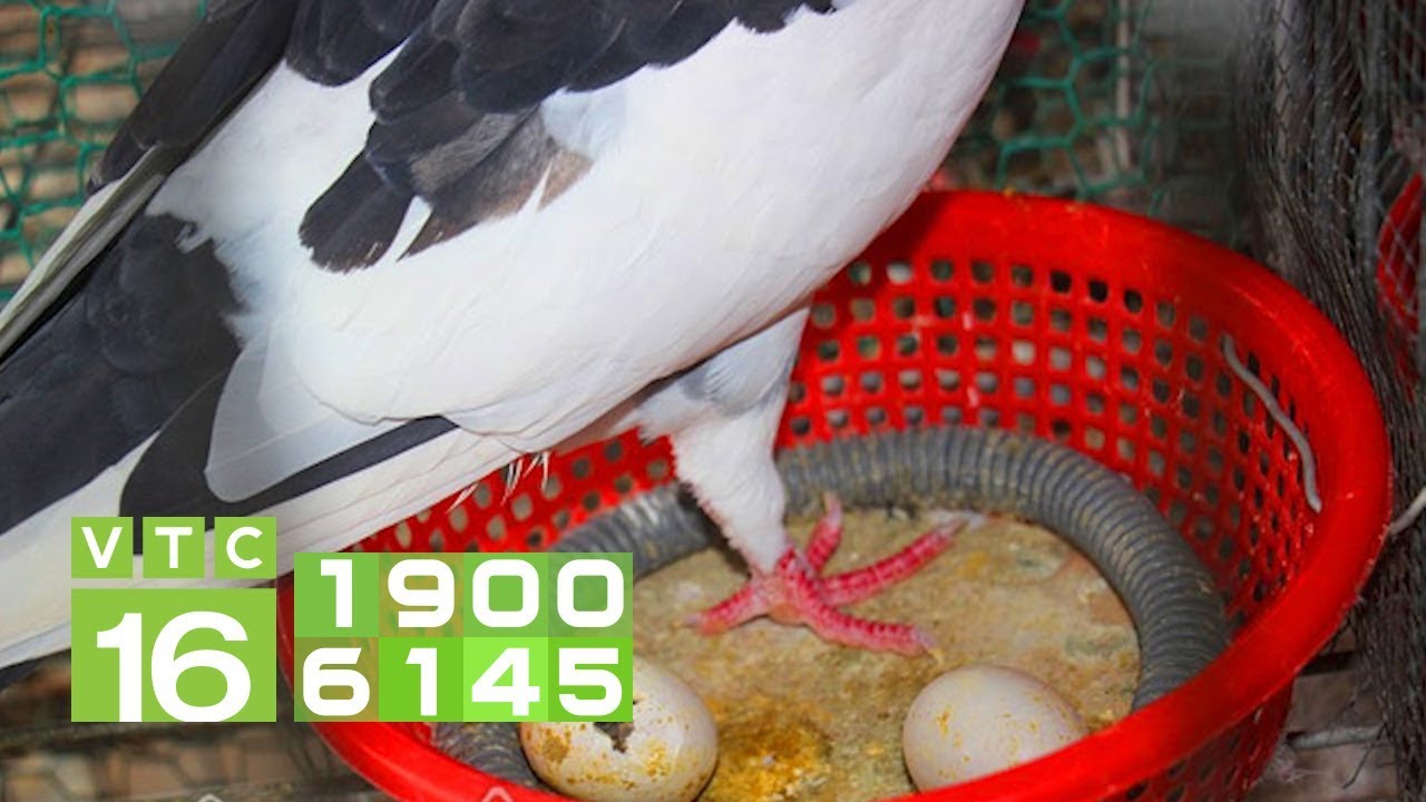 Khắc phục chim bồ câu sinh sản bỏ ấp, trứng ung I VTC16