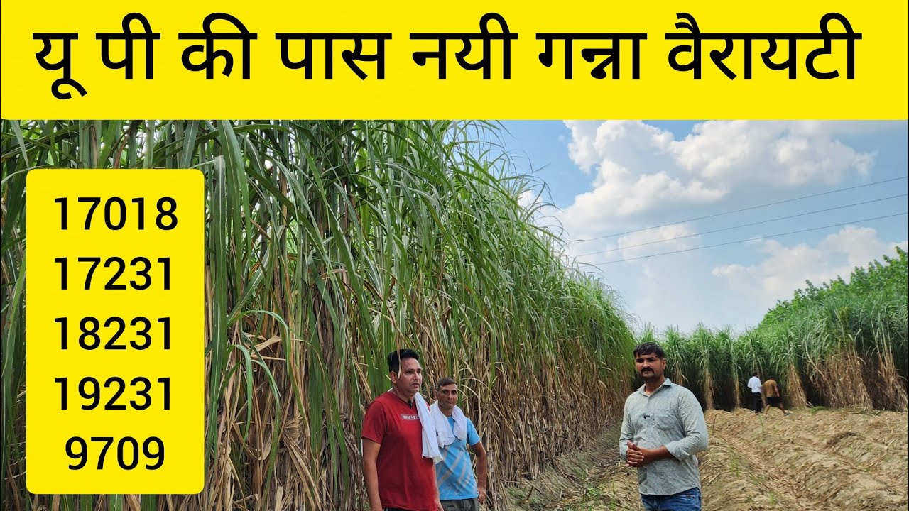 यू पी में पास सभी गन्ना वैरायटी करनाल 17018, 18231, 19231, 16202, 
