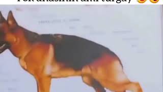 Whatsapp Durum Videoları