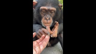 Baby Chimpanzee Finds A Baby Lizard! #Shorts