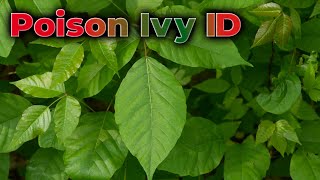 Poison Ivy ID - YouTube