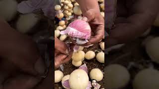 How To Cut Garlic Cloves ???2024garlic farming harvesting shorts