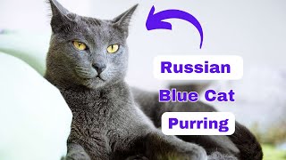 Russian Blue Cat Purring😻 by Russian Blue Cat Facts 984 views 6 months ago 8 minutes, 39 seconds