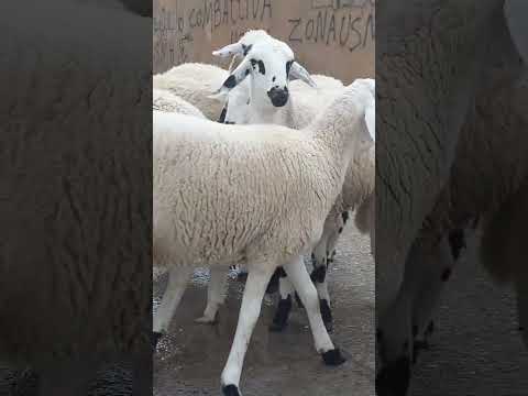 كاين 9 خروفات ماشاء الله الجزائر العاصمة