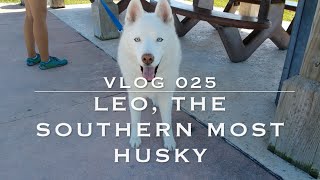 Life With Leo the White Husky  Full Time Travel with a Dog