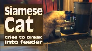 Siamese Cat tries to break into feeder