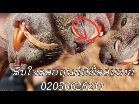 Video: Puas tau squirrels nyob?