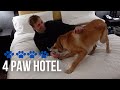 Puppy Stays In A Hotel | WE&#39;RE MOVING (part 2)