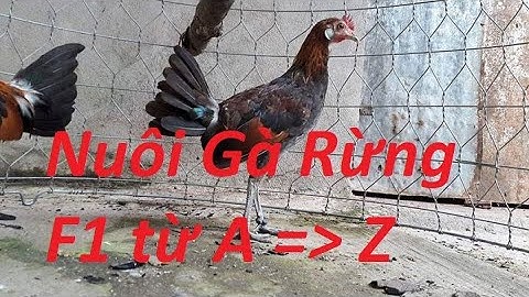 Nuôi gà rừng con F1 từ  A đến Z - Quay clip mất bao nhiêu tháng tháng?
