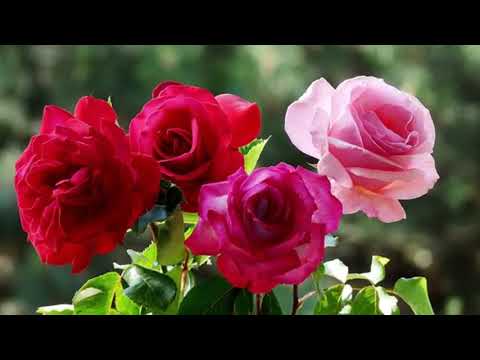 Tilahun Gesesse የኔ ፍቅር ይግሌ ነሽ ሳቅ በይና አንዴ ልይሽ