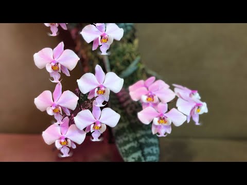 Video: Phalaenopsis Philadelphia: təsviri, becərilməsi və evdə qulluq