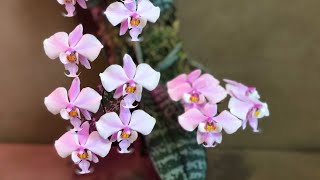Фаленопсис Шиллера!!! Цветение и немного об уходе.Phalaenopsis schilleriana in bloom!!!