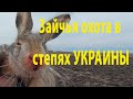 Конечно это видео про #зайца. НО немного как нельзя вести себя на #охоте.