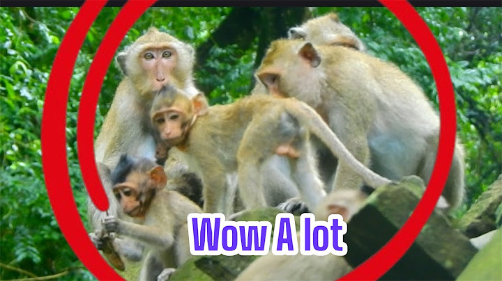 So a lot of Monkey OMG