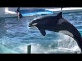 2023.01.01 鴨川シーワールド シャチショー2