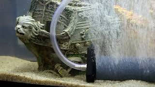 видео: Воздушный поршневой компрессор Hailea ACO - 208 картинка: Воздушный поршневой компрессор Hailea ACO - 208