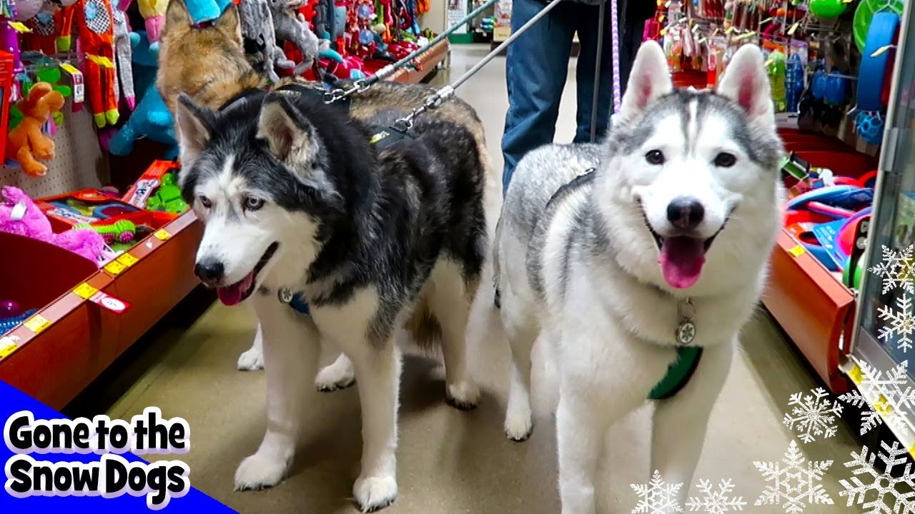 puppy petsmart dogs