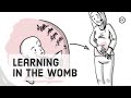 Prenatal development what babies learn in the womb