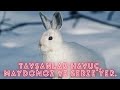 Tavşanlar hakkında harika bilgiler ! ! !