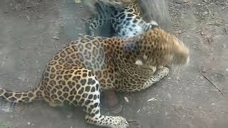 Африканский леопард - большая дикая кошка.African leopard - great wild cat. Африканский леопард - большая дикая кошка.African leopard - great wild cat.
